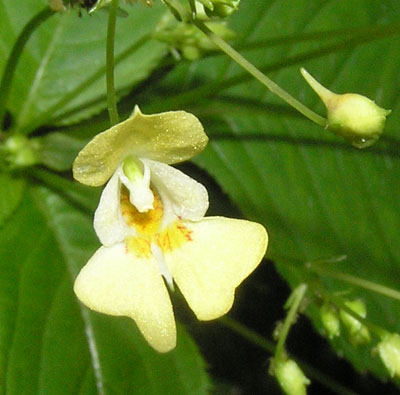 Kleinblütiges Springkraut, Impatiens parviflora